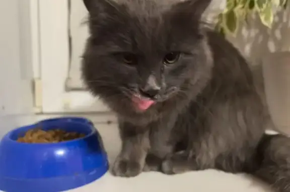 Найдена кошка, ул. Матвеева 35, Чита