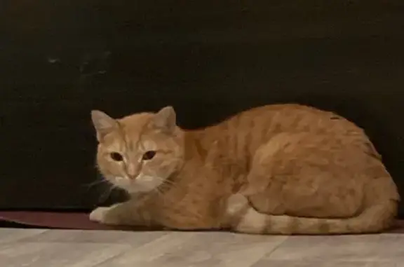 Найдена кошка, ул. Некрасова, 8