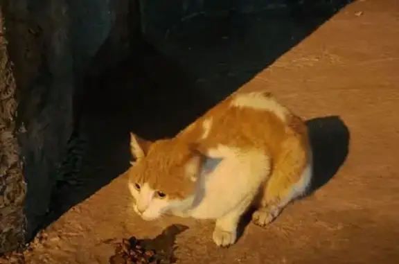 Найдена кошка, Абакан, фото: Кошка найдена, ул. Авиаторов, Абакан