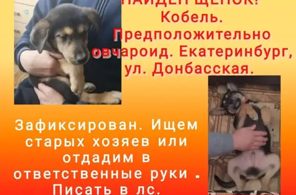 Собака найдена: Донбасская ул, 31А, Екб