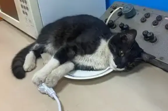 Кошки потеряшки, Смоленск, фото: Котенок пропал на ул. Фрунзе, 45, Смоленск