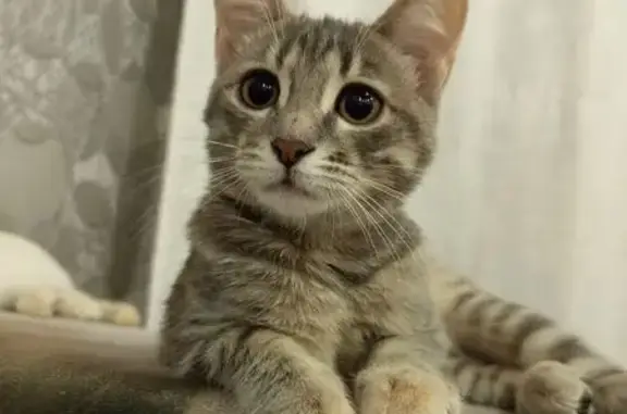 Кошки потеряшки, Йошкар-Ола, фото: Потеряшка кошка, Йывана Кырли, 31А