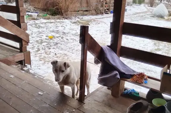 Найдена собака, Ключевая ул. 27, Каринское