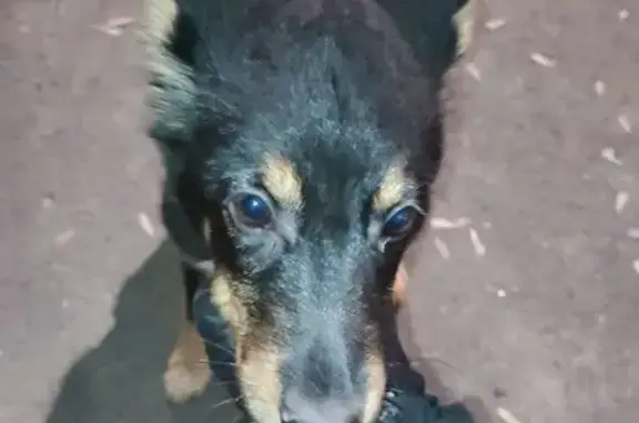 Найдена собака, Казань, фото: Щенок найден: ул. Лукина, 9А, Казань