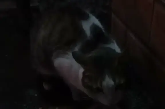 Кошка найдена: Новобульварная 24, Чита