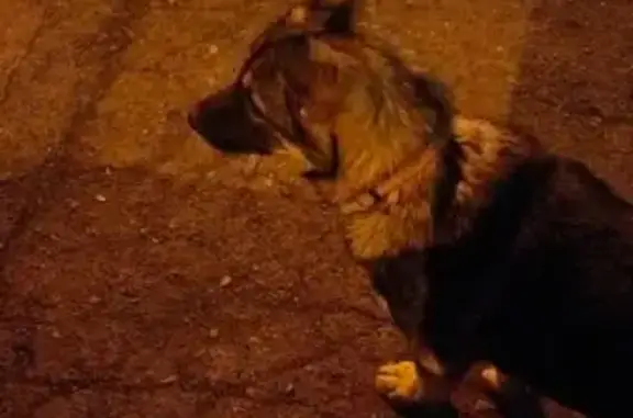 Найдена собака, Казань, фото: Щенок найден: пр. Победы, 210, Казань