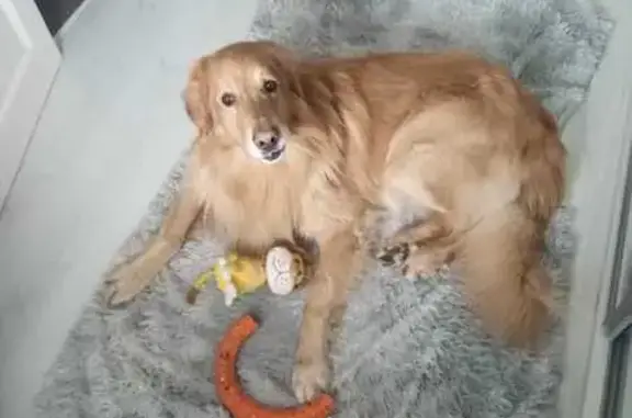 Собаки потеряшки, Пермь, фото: Потеряшка собака, Пермь, ул. Подлесная