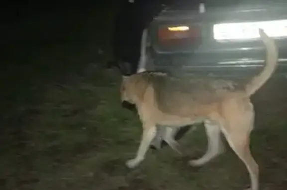 Найдена собака, Центральная ул., Сергеевка