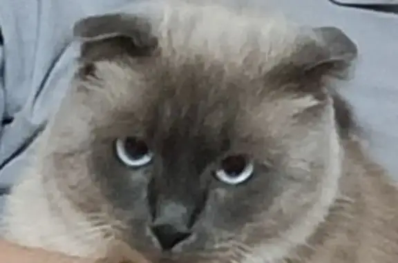 Кошки потеряшки, , фото: Потеряшка кот, Советская 61, Выселки