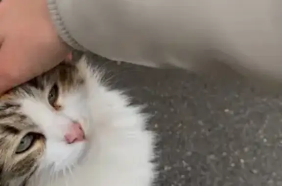 Кошка найдена: Парк Победы, Лермонтова, Ставрополь