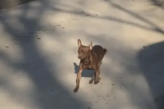 Найдена собака: 3-я Кленовая ул, 21, Казань