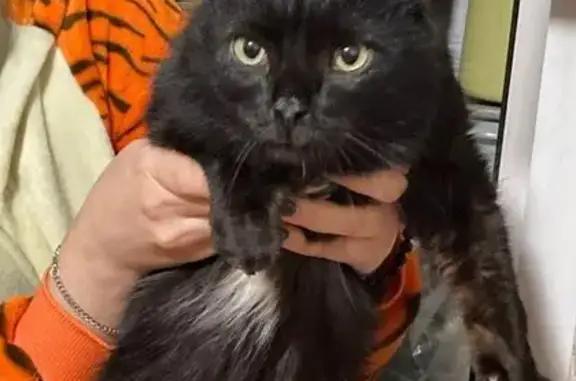 Найдена кошка, Тюмень, фото: Найден кот на Олимпийской улице, Тюмень