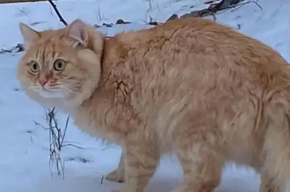 Пропала рыжая кошка, Весенняя ул., 13