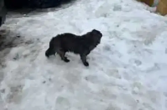 Собаки потеряшки, Нижнекамск, фото: Потеряшка пес Тим, Чабьинская ул., 5, НКамск