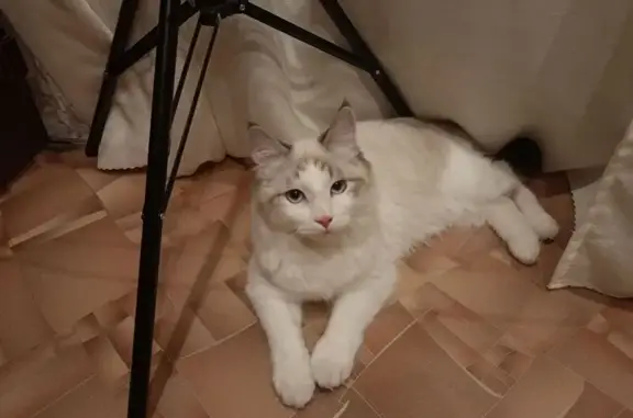 Кошки потеряшки, Петрозаводск, фото: Потеряшка кошка, Первомайский пр., 51