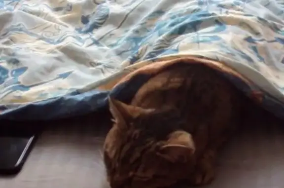 Кошки потеряшки, , фото: Потеряшка кошка, Юбилейная ул., 9, Лесной