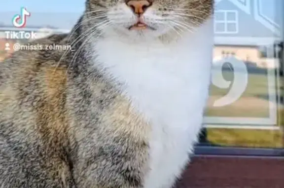 Кошки потеряшки, , фото: Потеряшка кошка, Белорусская ул., Чернавчицы