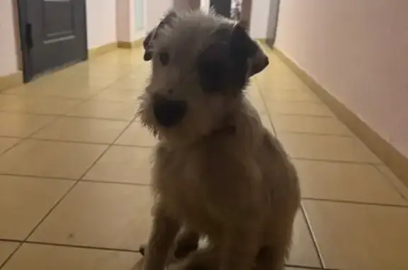 Найденные животные Ставрополь, фото: Собака найдена на Добролюбова 53/2