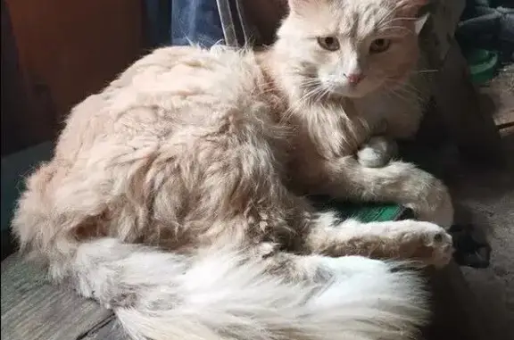 Пропала кошка, Ключевая ул., Елец