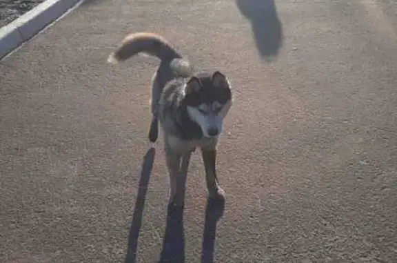 Найдена собака, Тамбов, фото: Собака у завода, Бастионная 1, Тамбов