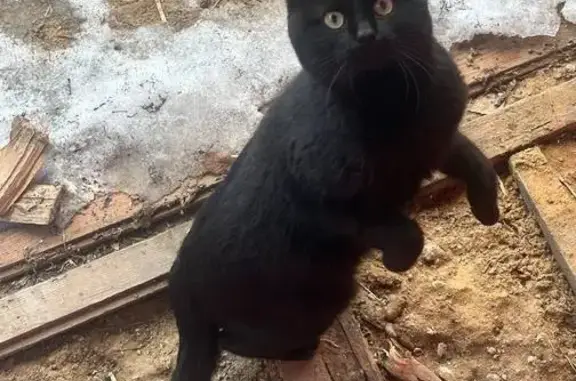 Найдена кошка, Ушья, фото: Найдена кошка, ул. Ленина, Ушья