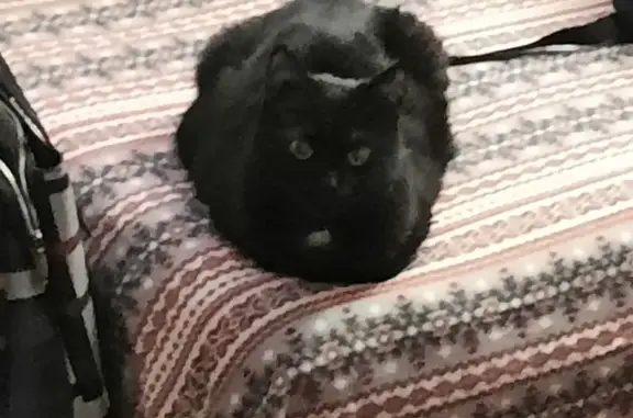 Пропал черный кот, ул. Патушинского, 1