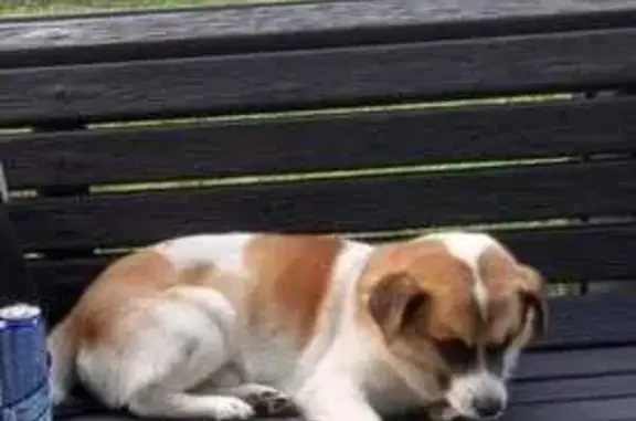 Найдена собака, ул. Молокова 24, Сочи