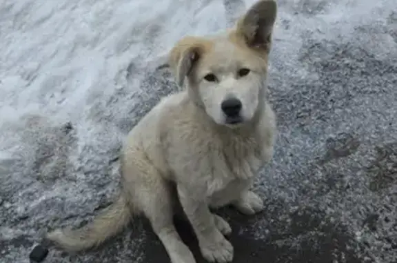 Щенок найден: Безымянная ул., 32, Хабаровск