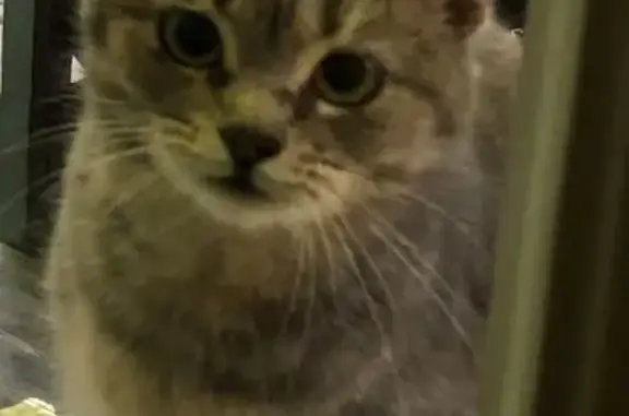 Кошки потеряшки, Перекаль, фото: Потеряшка кошка, Почтовая ул., Перекаль