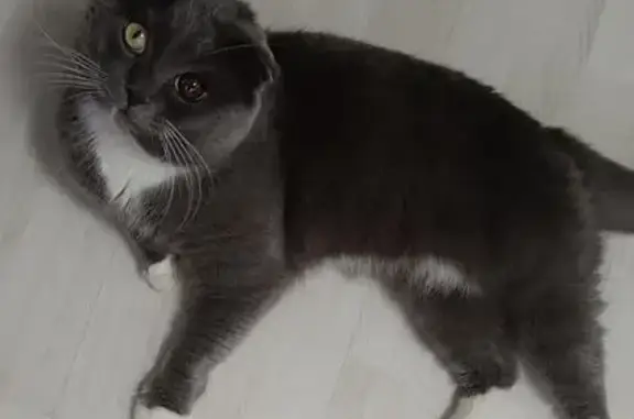 Кошки потеряшки, Уфа, фото: Потеряшка кошка Лев, Уфа, Башкортостан