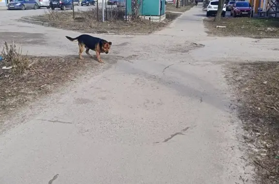 Собака найдена на Советской, 194Б, Тамбов