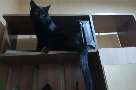 Объявления о пропавших и найденных животных, Новинки, фото: Пропал кот Сёма, переулок Кипарисов, 1