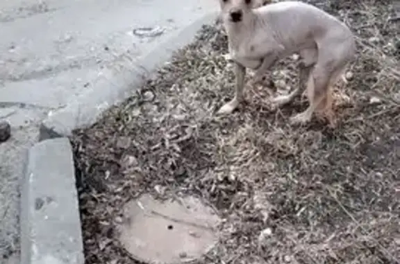 Собака найдена на ул. Калинина, 4, Калуга
