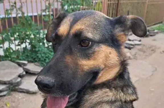 Собаки потеряшки, Квасниковка, фото: Потеряшка собака, Ленинская ул., Квасниковка