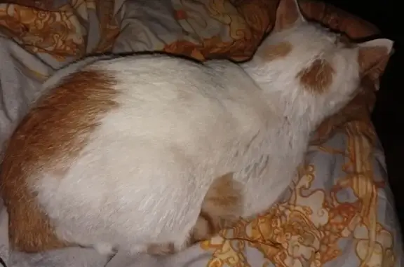 Найдена кошка, Каменск-Уральский, фото: Кошка найдена, ул. Кирова, 31, Каменск