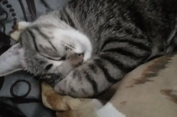 Кошки потеряшки, городской округ Батайск, фото: Потеряшка кошка, ул. Гастелло, 33, Батайск