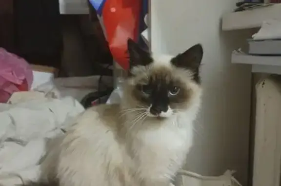 Кошки потеряшки, Ростов-на-Дону, фото: Потеряшка кот, Витебская ул. 16, Ростов-на-Дону