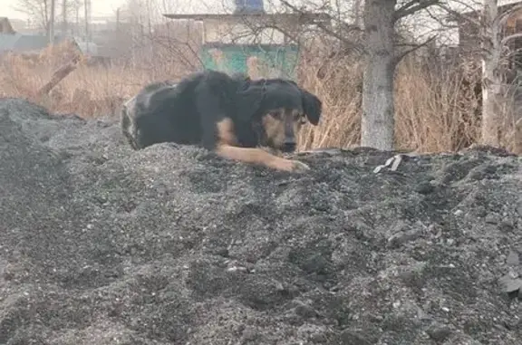 Собака найдена: Линейный пер., 4, Иркутск