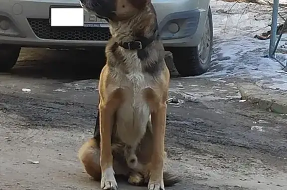 Найдена собака, ул. Х. Мавлютова, Казань