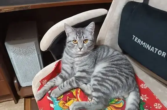 Кошки потеряшки, Вольск, фото: Потеряшка кот, ул. Здравоохранения, 65, Вольск