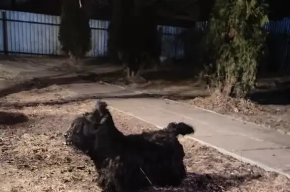 Найдена собака, Богородский городской округ, фото: Скотч-терьер найден в Есино, СНТ ЦНИИТМАШ