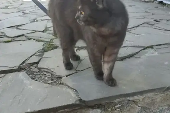 Найдена кошка, Анна, фото: Кошка найдена у кинотеатра Мир, Ленина 27