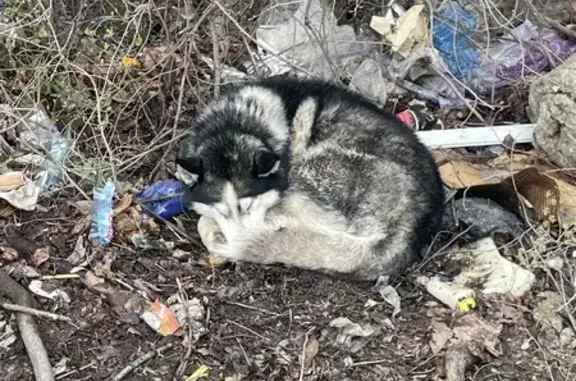 Найдена собака, Пятигорск, фото: Хаски найдена: Московская ул., 56, Пятигорск