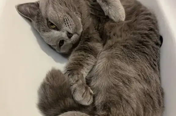 Кошки потеряшки, Сафоново, фото: Потеряшка серая кошка, ул. Кирова 2, Сафоново