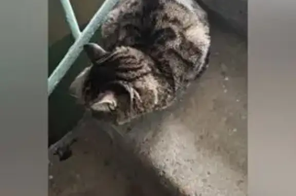 Кошка найдена, Кемерово, Кемер...