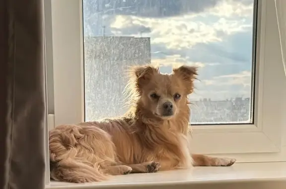 Найдена собака, ул. 40 лет Октября, Липецк