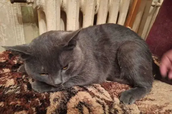 Кот найден: ул. Интернациональ...