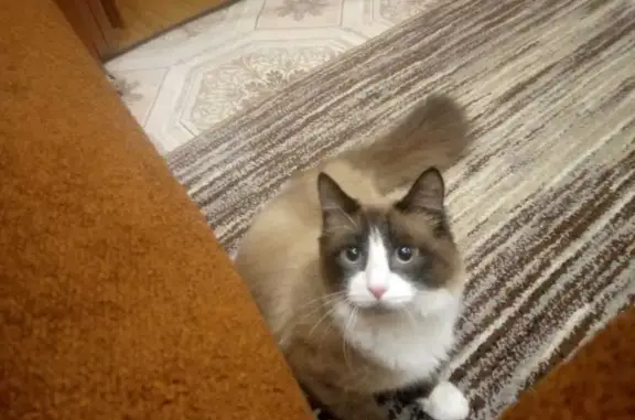 Кошки потеряшки, Заводоуковск, фото: Потеряшка котик, Черёмуховая 18, Заводоуковск