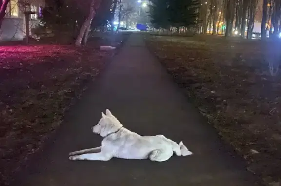 Собака найдена: пр. Строителей, 35, Пенза