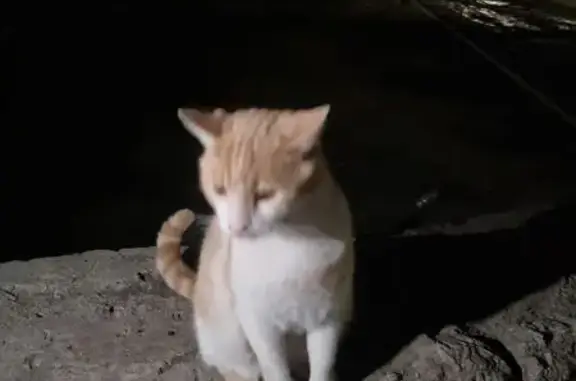 Кошка найдена у Магнита, ул. В...